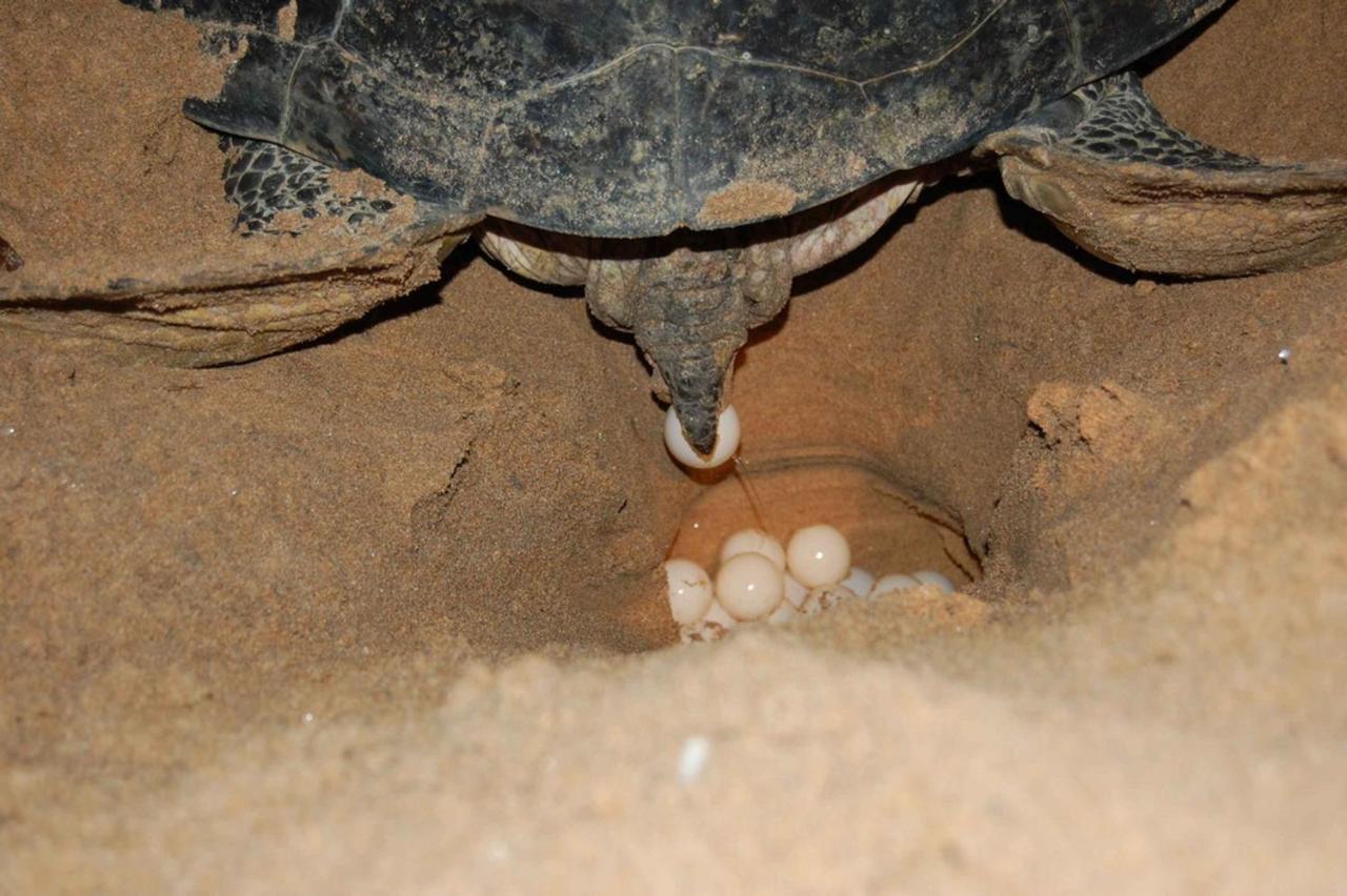 Rekawa Turtle Gate Hotel Tangalle Εξωτερικό φωτογραφία