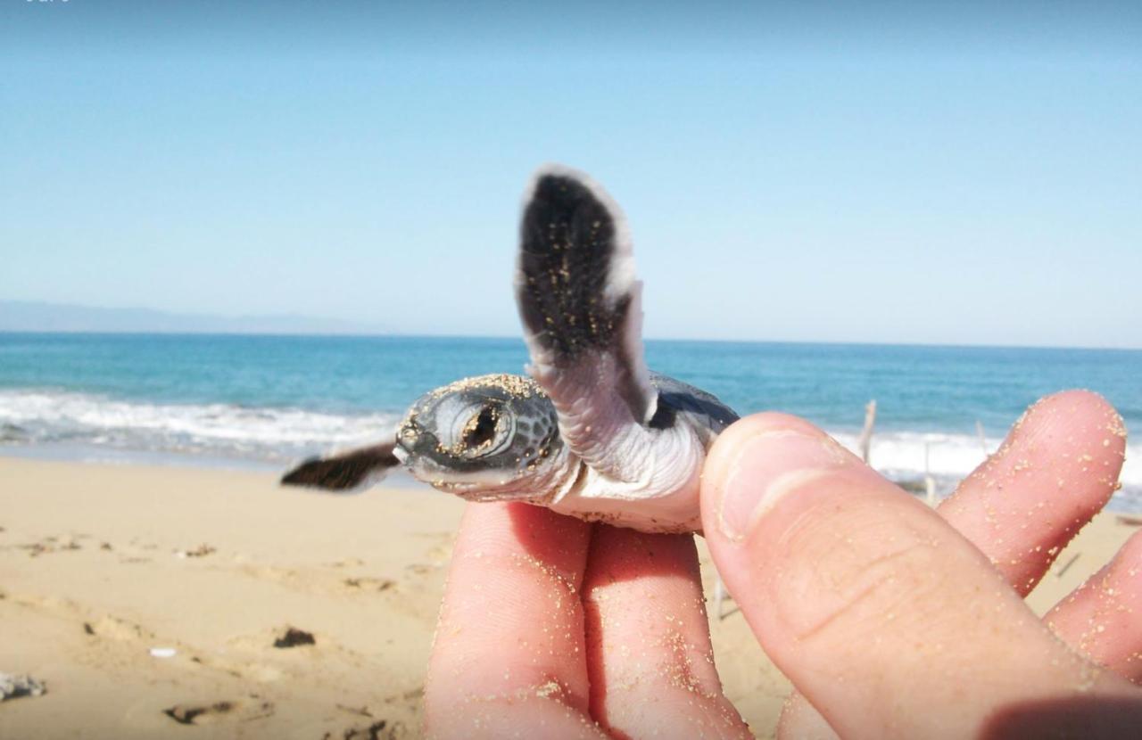 Rekawa Turtle Gate Hotel Tangalle Εξωτερικό φωτογραφία
