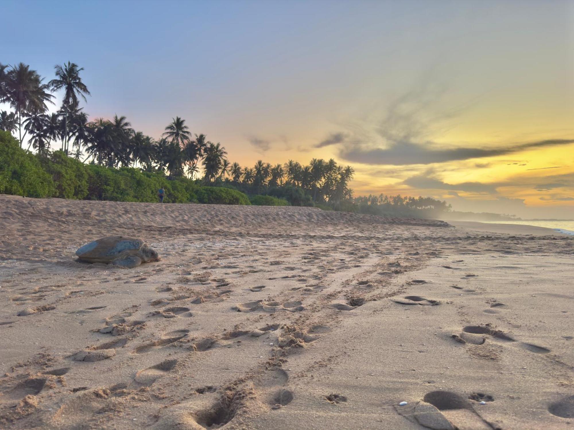Rekawa Turtle Gate Hotel Tangalle Εξωτερικό φωτογραφία