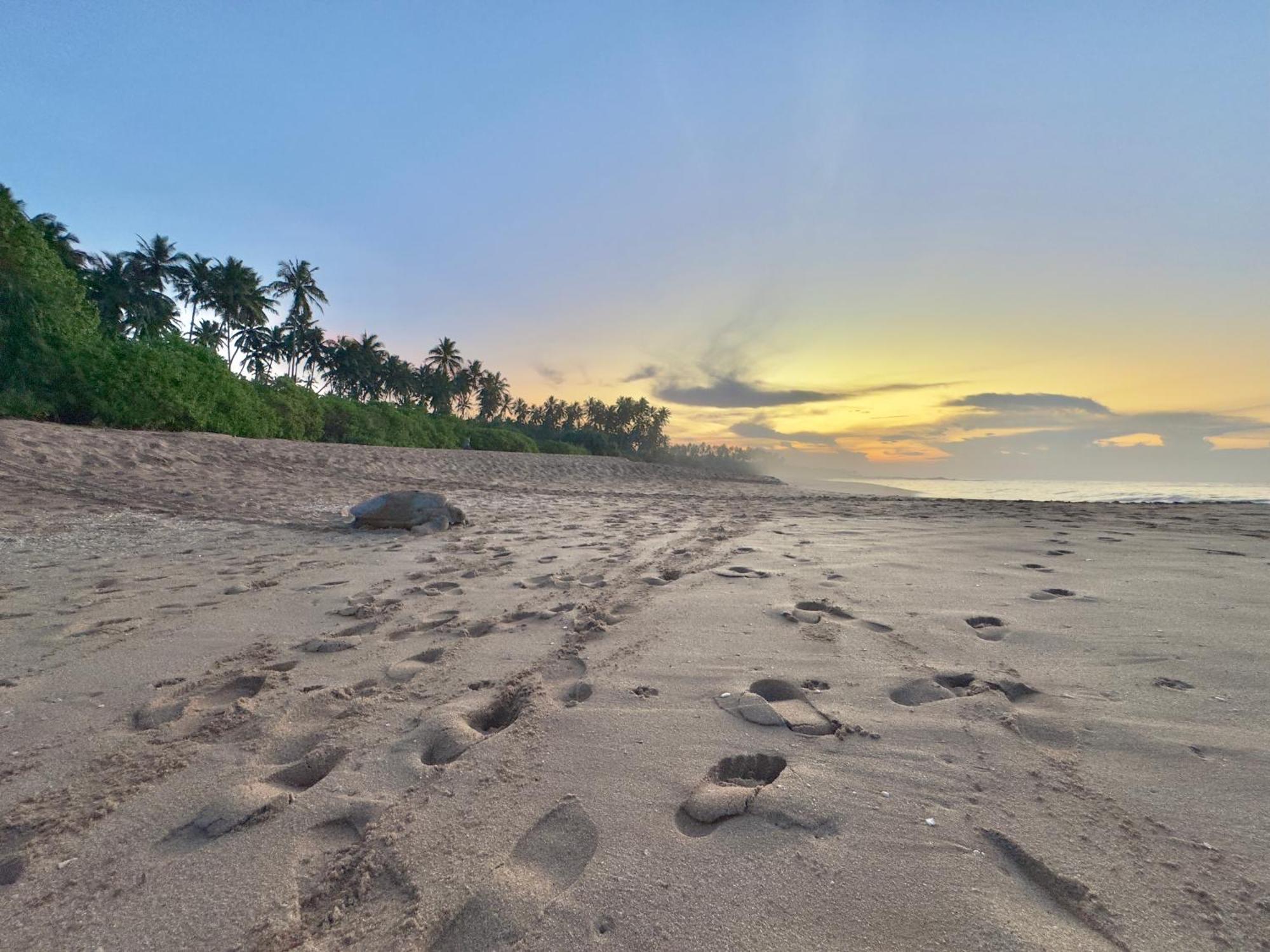 Rekawa Turtle Gate Hotel Tangalle Εξωτερικό φωτογραφία
